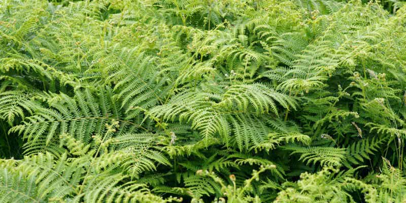 Comment utiliser les fougères au jardin