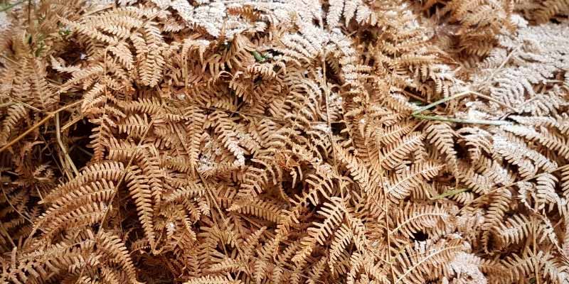 Comment utiliser les fougères au jardin