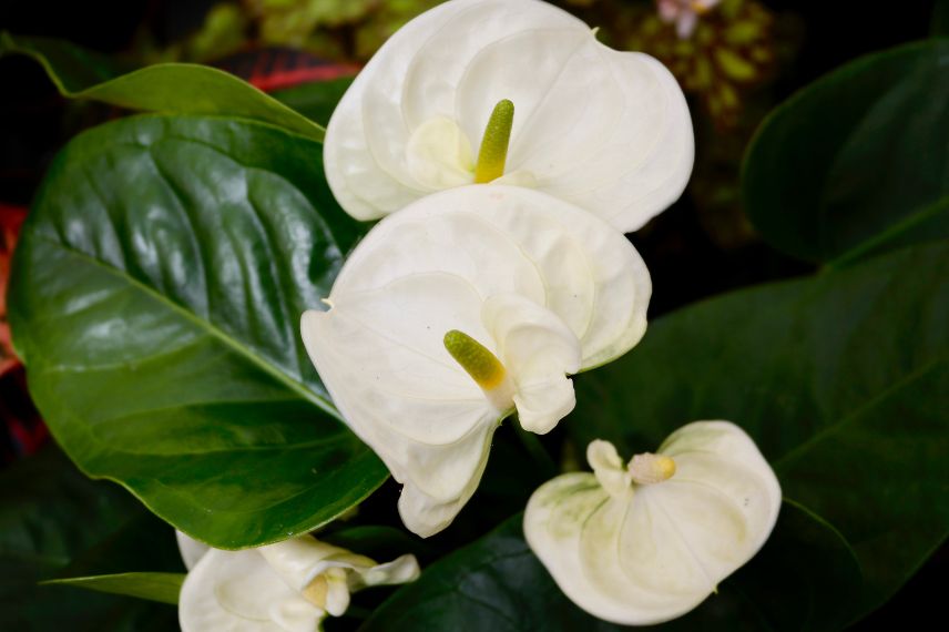 plantes salle de bain