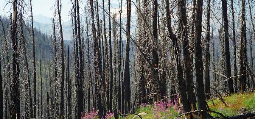 que planter apres un incendie, plantes resilientes, jardin resilient, comment gerer jardin apres un feu incendie