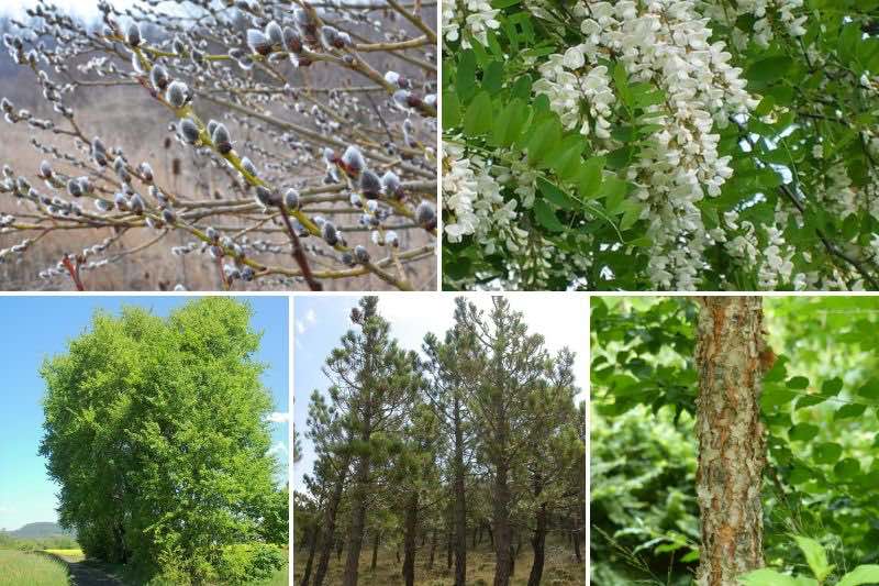 REPORTAGE. Ces agriculteurs bretons plantent des paulownias, véritables «  arbres à oxygène »