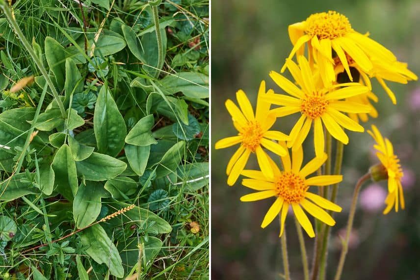 Plantes piqûres d'insectes