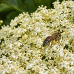 Comment faire des beignets de fleurs de sureau ?