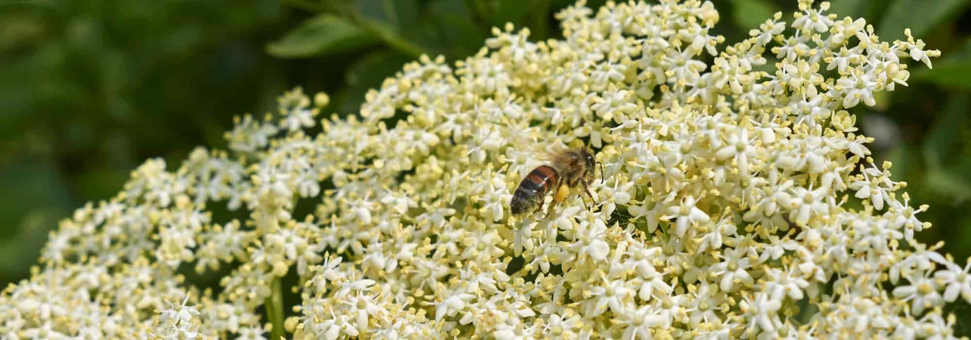 Comment faire des beignets de fleurs de sureau ?