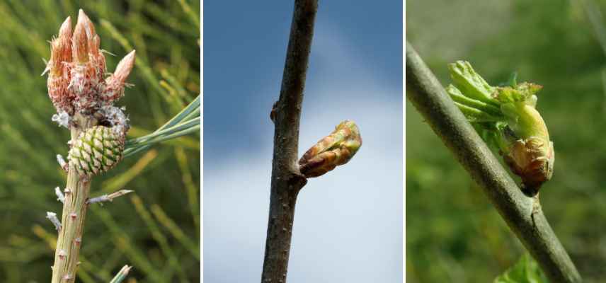 se soigner avec les arbres, arbres et sante, gemmotherapie, dendrotherapie, sylvotherapie, ecorces bourgeons chatons medicament sante, arbre Ayurveda ayurvedique, bienfaits vertus seve arbres