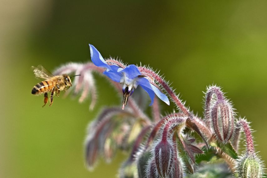 plantes compagnes