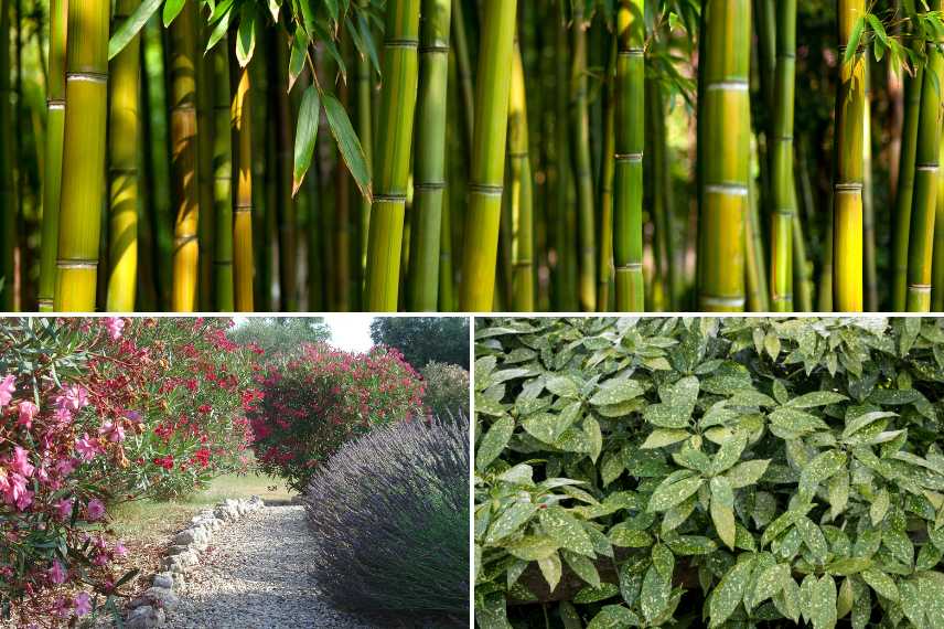 Tranquillité du jardin, comment s'isoler des voisins ?