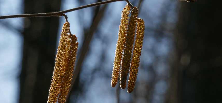 se soigner avec les arbres, arbres et sante, gemmotherapie, dendrotherapie, sylvotherapie, ecorces bourgeons chatons medicament sante, arbre Ayurveda ayurvedique, bienfaits vertus seve arbres