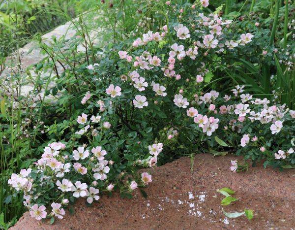 Chelsea Flower Show 2023 : Où sont passés les rosiers David Austin ?