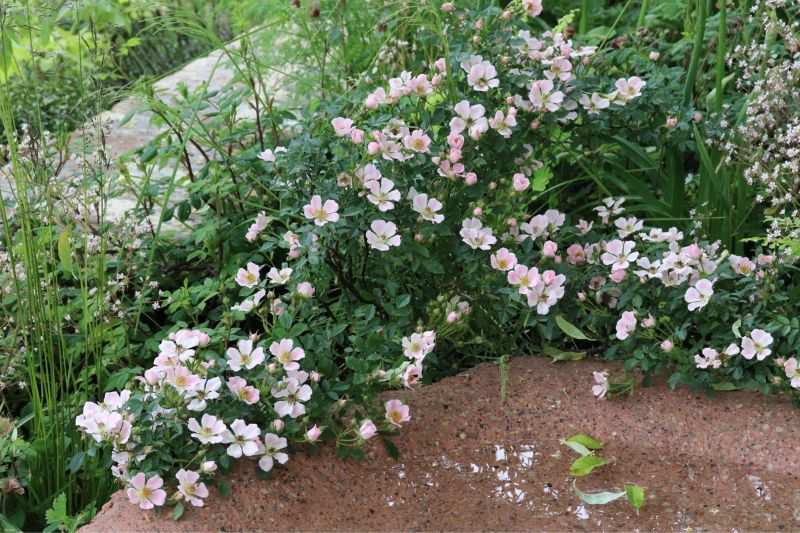 chelsea flower show 2023, rosier nozomi