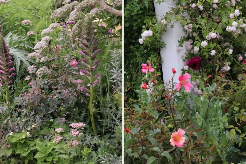 chelsea flower show 2023, rosa rubrifolia, rosier Mutabilis, Paul's Himalayan Musk'