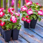 Comment semer l'impatiens ?