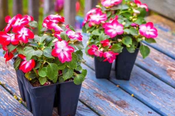 Comment semer l'impatiens ?