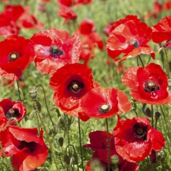 Comment semer des coquelicots ?