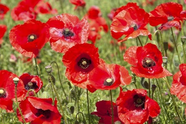 Comment semer des coquelicots ?