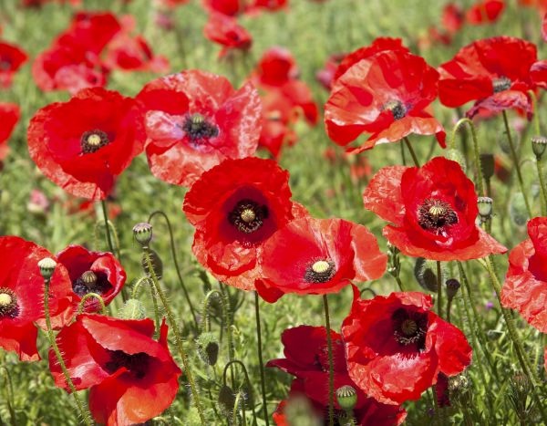 Comment semer des coquelicots ?