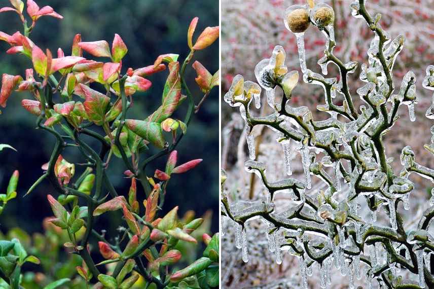 Poncirus trifoliata 