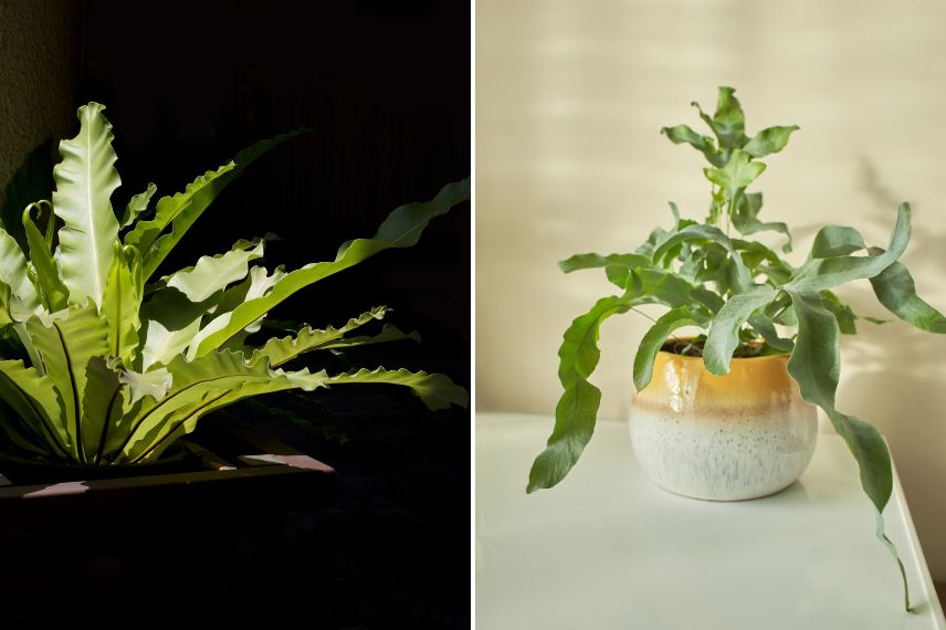 plantes salle de bain