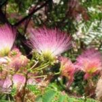 7 Albizia rustiques à planter partout en France ou presque