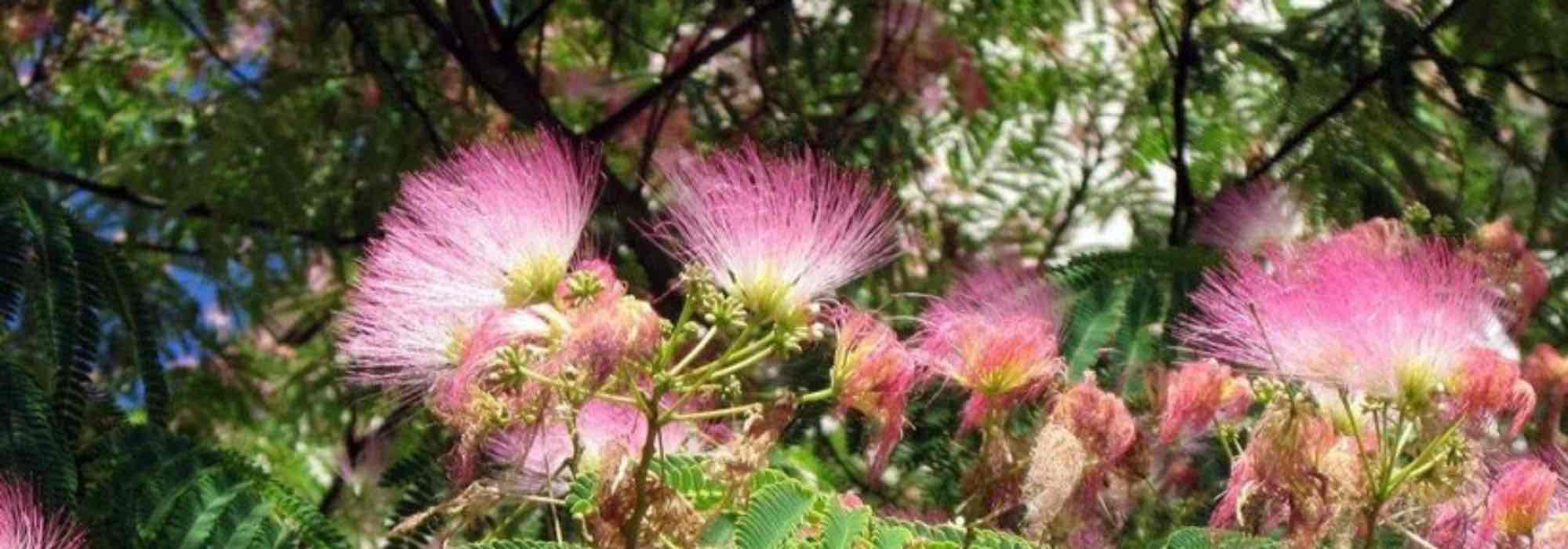 7 Albizia rustiques à planter partout en France ou presque