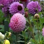 Plantation des dahlias : 8 erreurs répandues à éviter