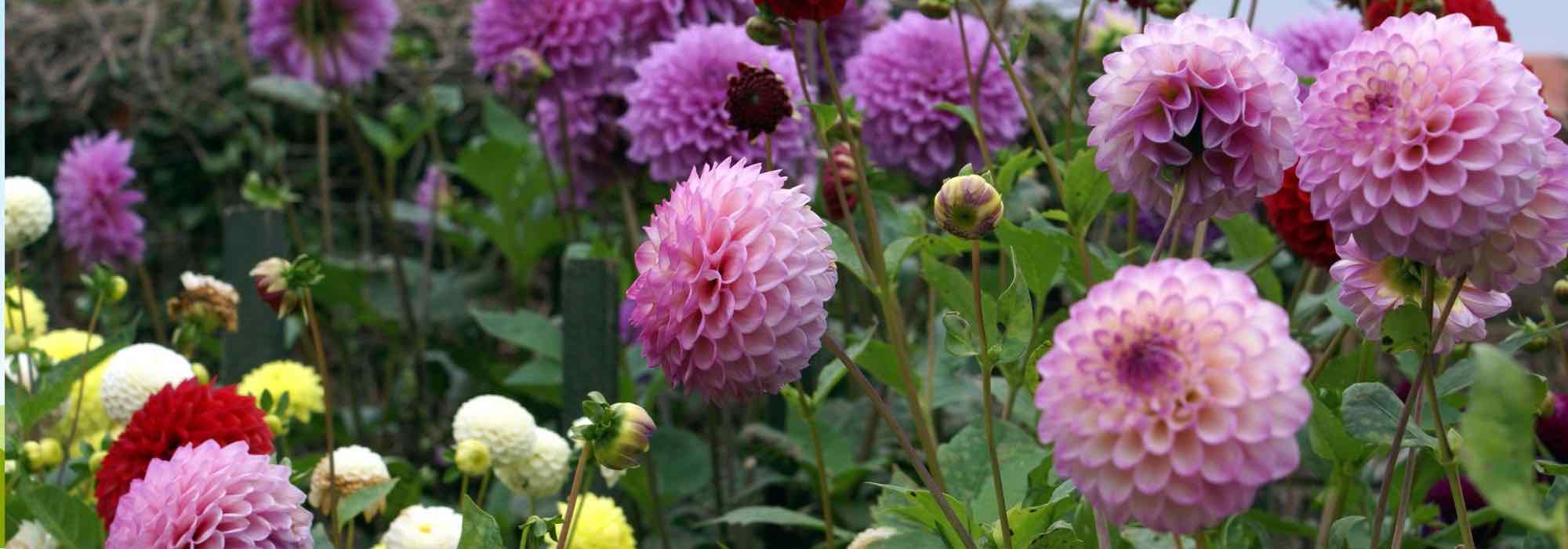 Plantation des dahlias : 8 erreurs répandues à éviter