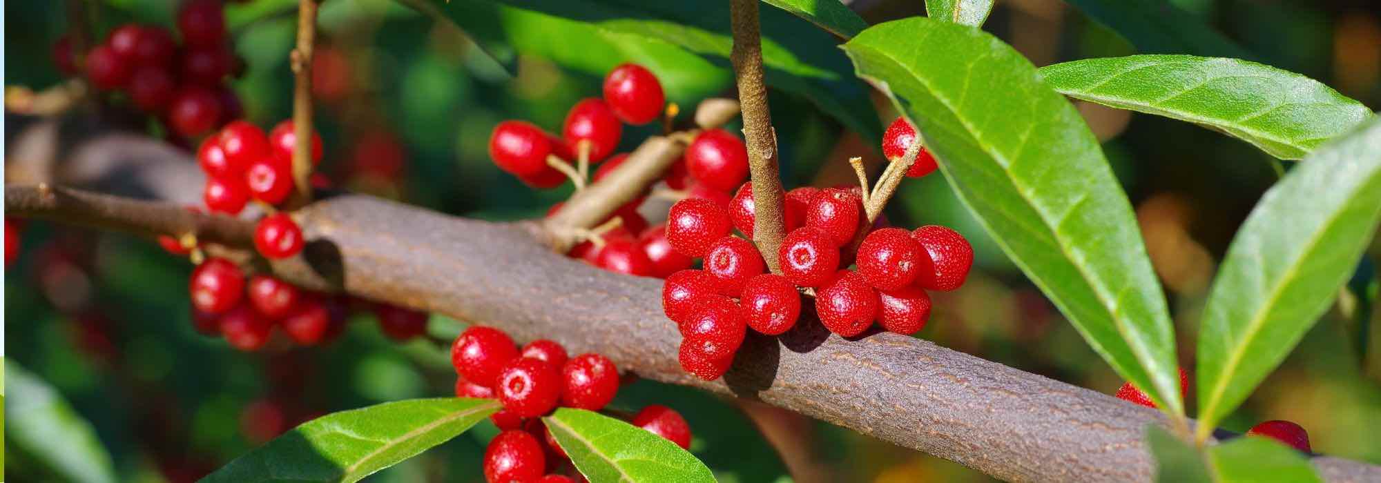 Cultiver le Goumi du Japon pour ses fruits comestibles