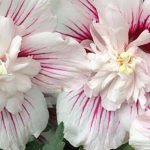 Hibiscus à fleurs doubles : les plus belles variétés