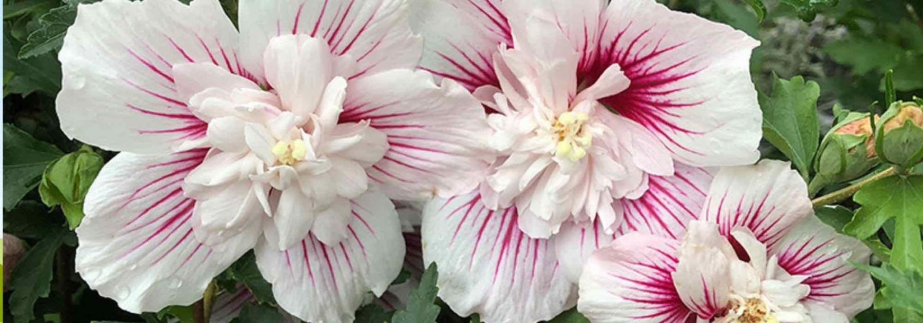 Hibiscus à fleurs doubles : les plus belles variétés