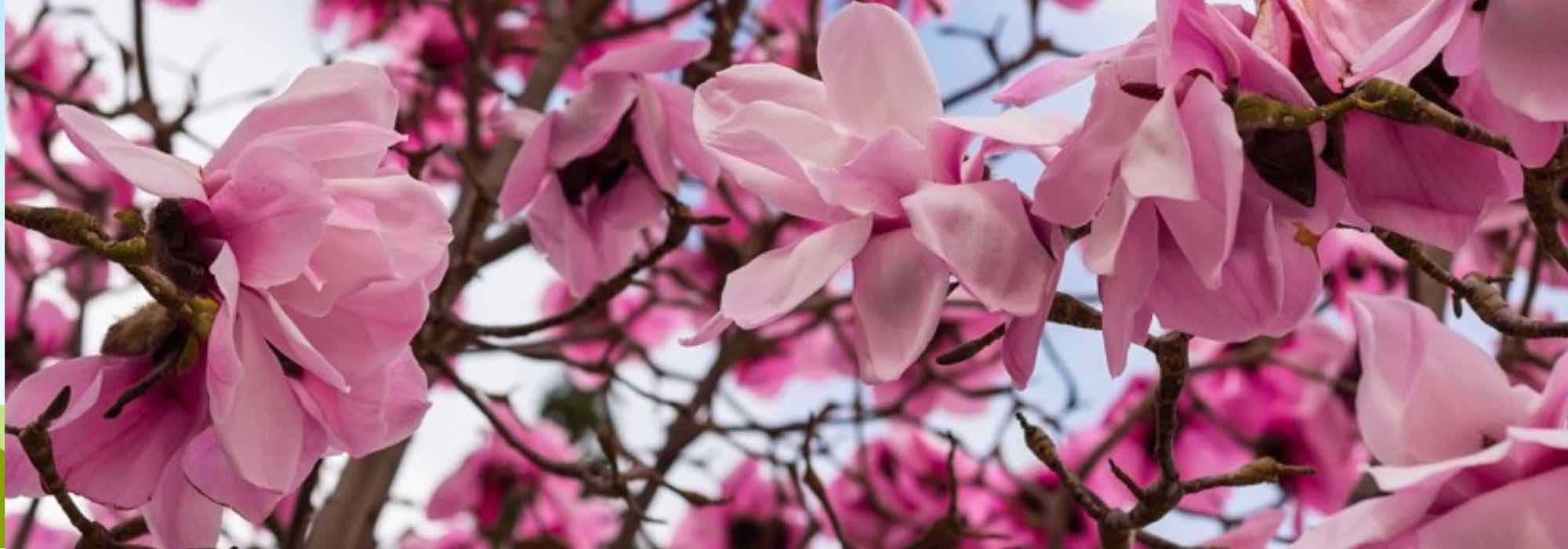 5 Magnolias à floraison printanière