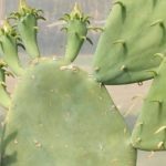 7 Opuntia rustiques à planter partout en France ou presque