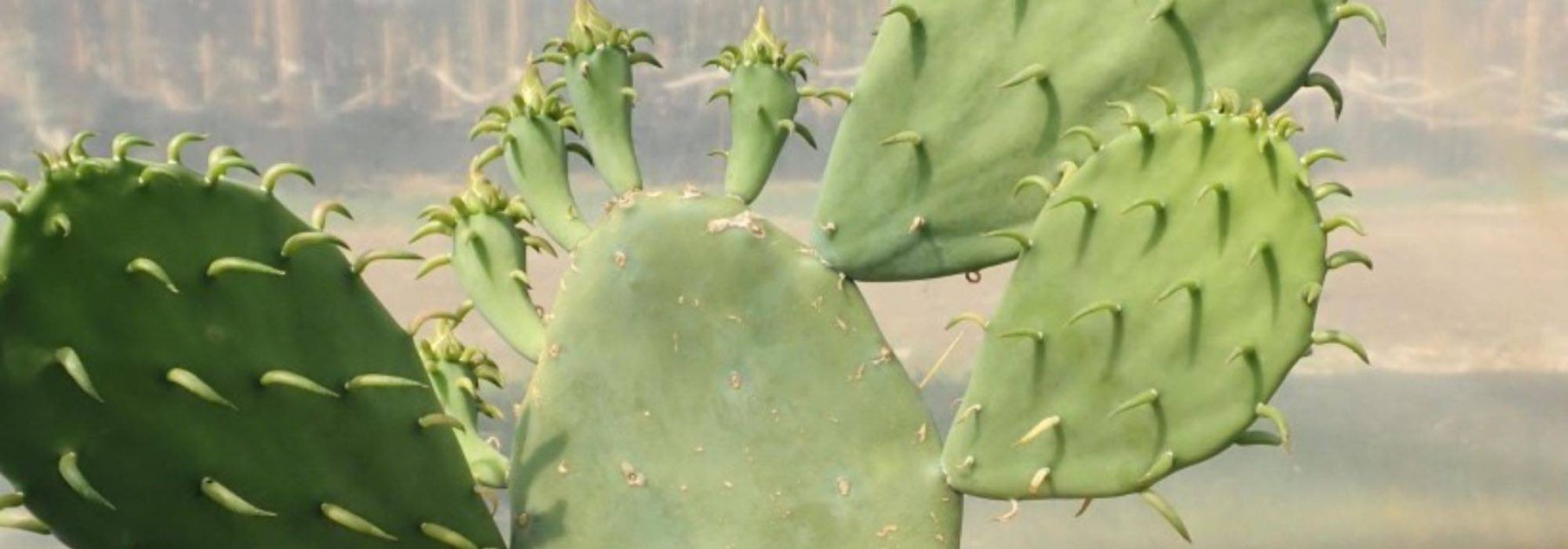 7 Opuntia rustiques à planter partout en France ou presque