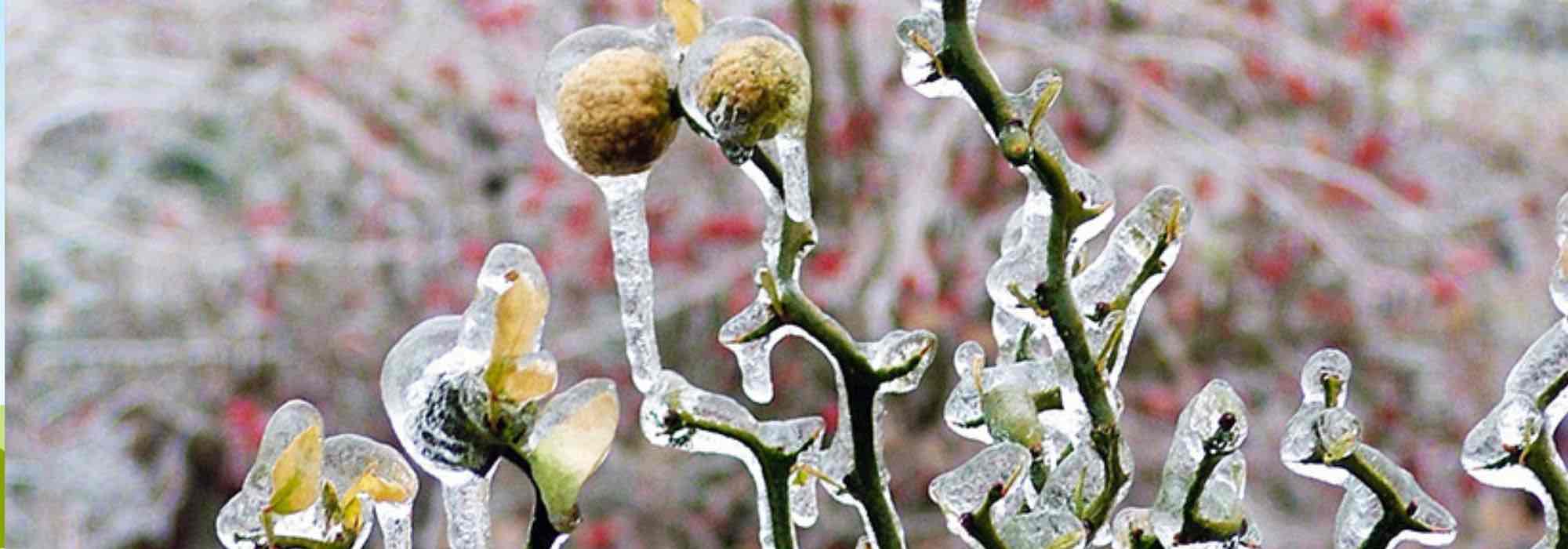 6 agrumes qui résistent au froid