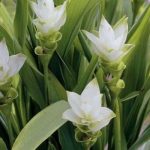 6 fleurs précieuses à floraison printanière