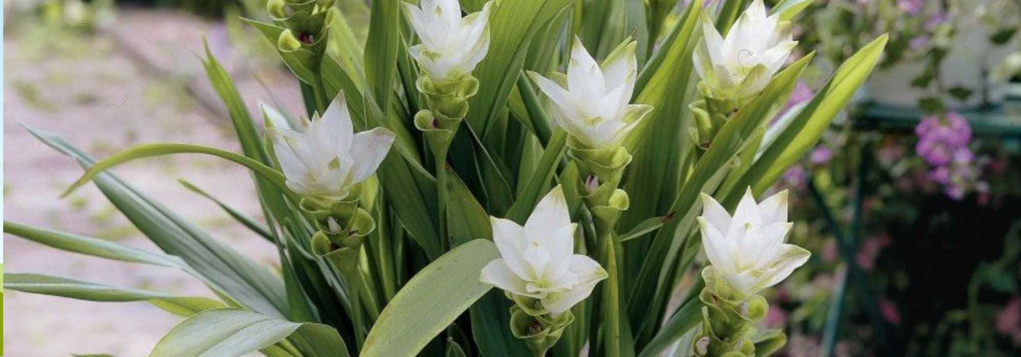 6 fleurs précieuses à floraison printanière