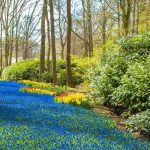 Comment créer l'illusion de l'eau avec des plantes ?