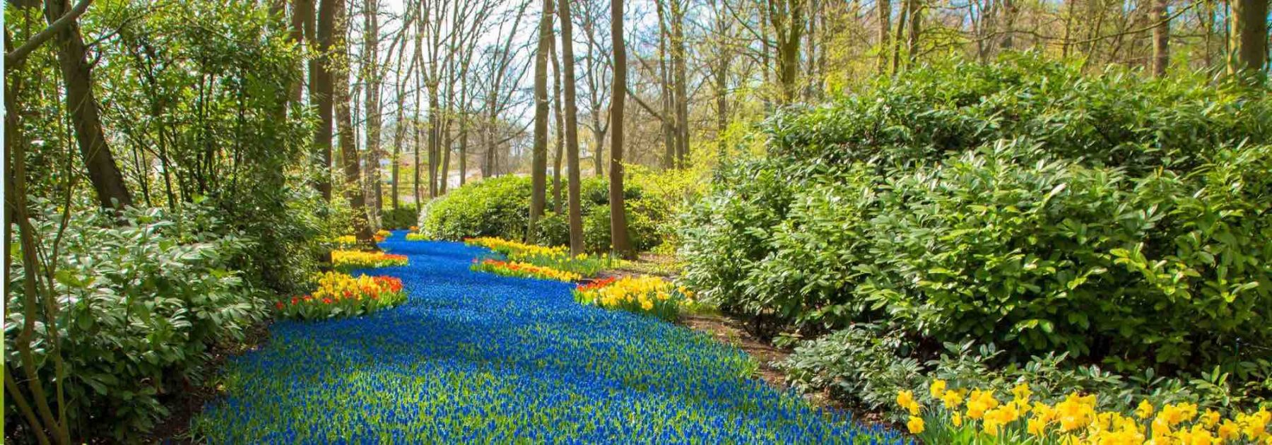 Comment créer l'illusion de l'eau avec des plantes ?