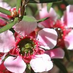 Associer le Leptospermum