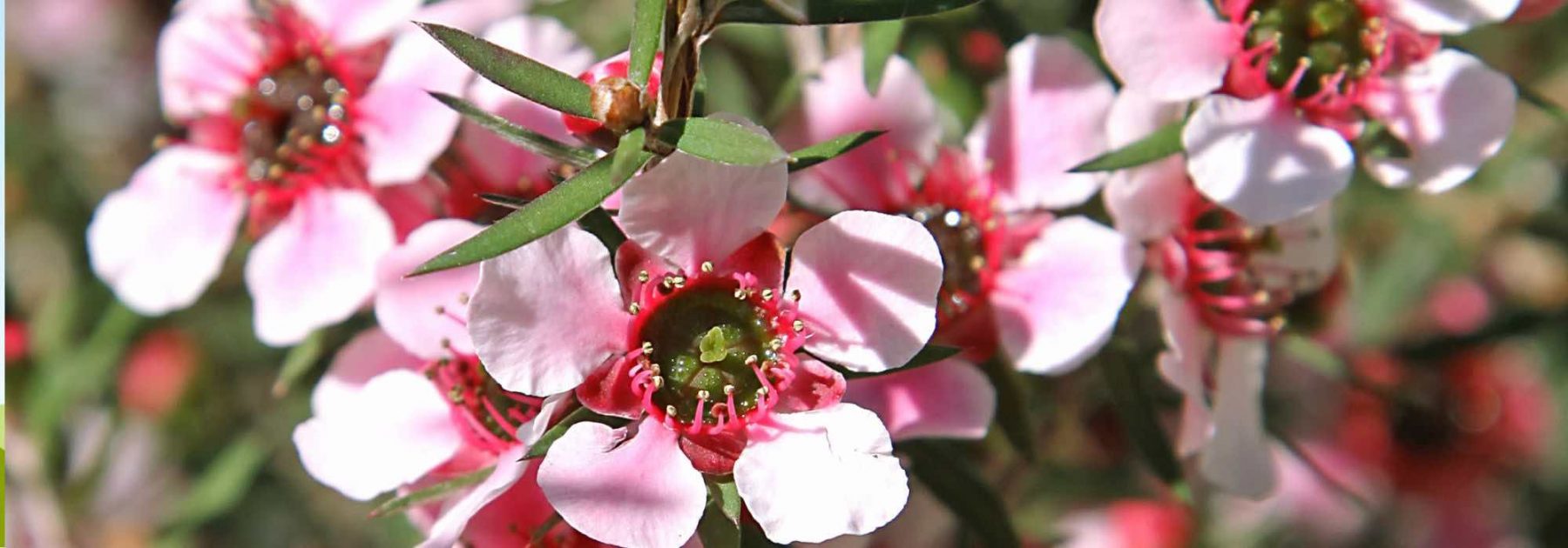 Associer le Leptospermum