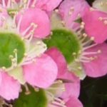 Leptospermum : les plus belles variétés