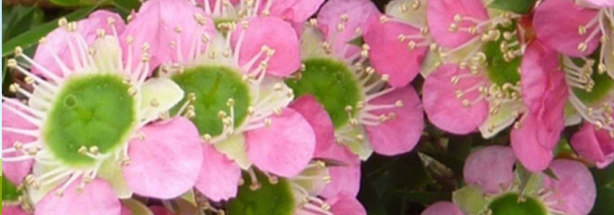 Leptospermum : les plus belles variétés