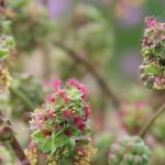 Les plantes médicinales en jardin forêt