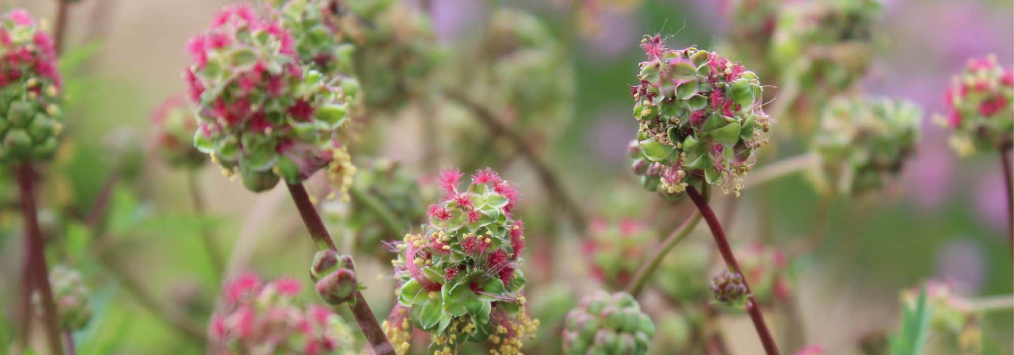 Herbes et plantes médicinales : Orge - EGK