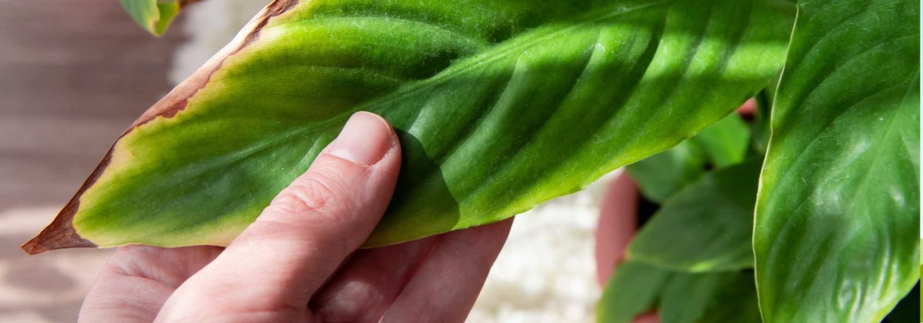 Pourquoi la pointe des feuilles de mes plantes d'intérieur brunit