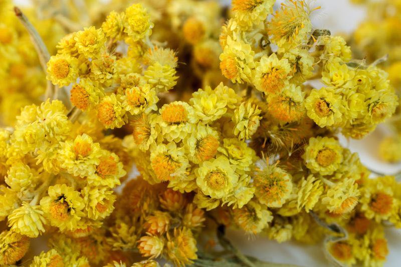 helichrysum italicum