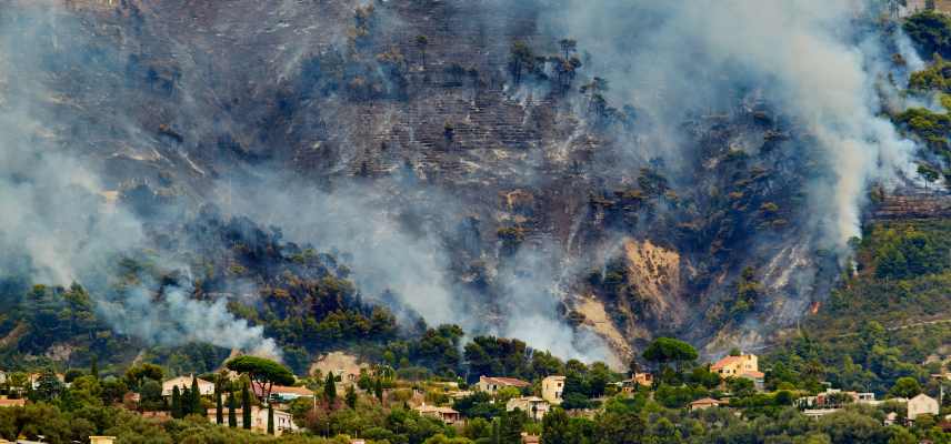 que planter apres un incendie, plantes resilientes, jardin resilient, comment gerer jardin apres un feu incendie