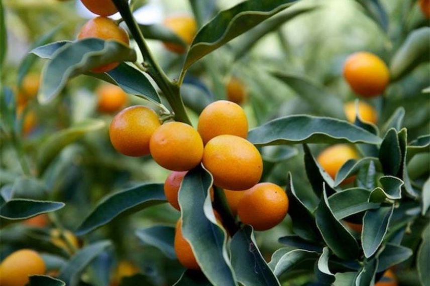 kumquat Nagami