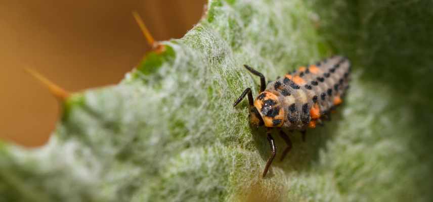 larves de coccinelle quand et comment les utiliser au jardin