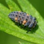 Larves de coccinelles : quand et comment les utiliser au jardin ?