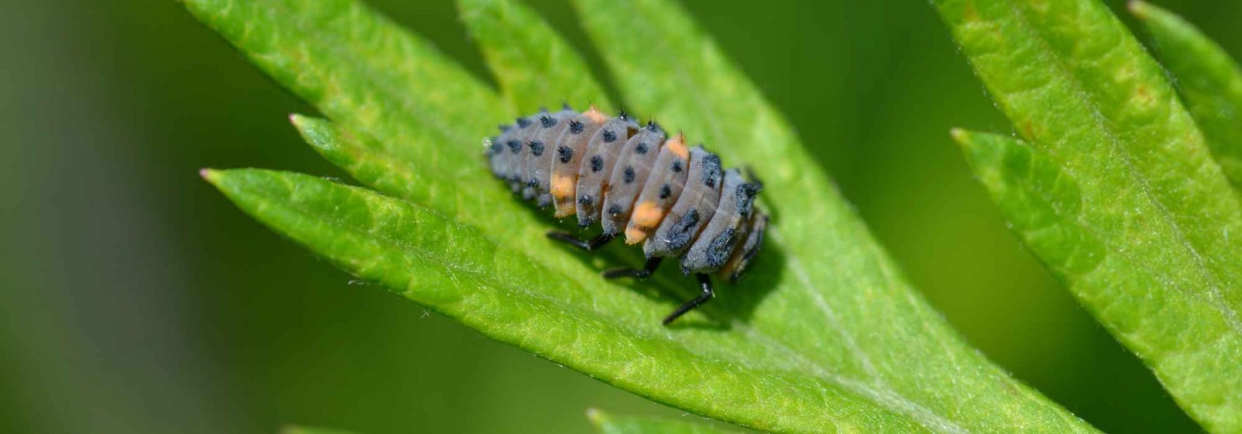 Larves de coccinelles : quand et comment les utiliser au jardin ?